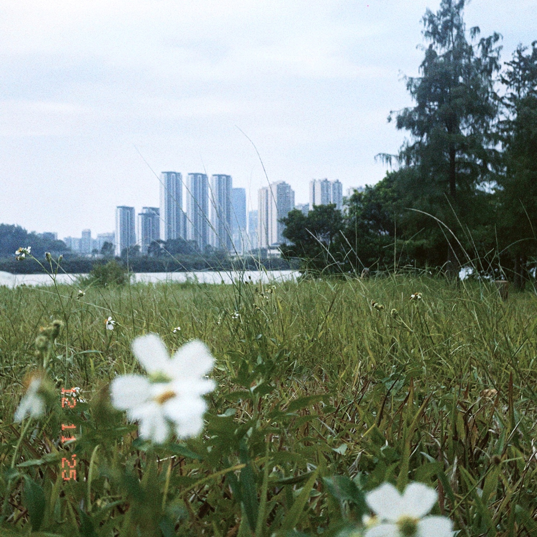 湖畔野花与高草占据前景，远处住宅楼在阴天里被薄雾软化